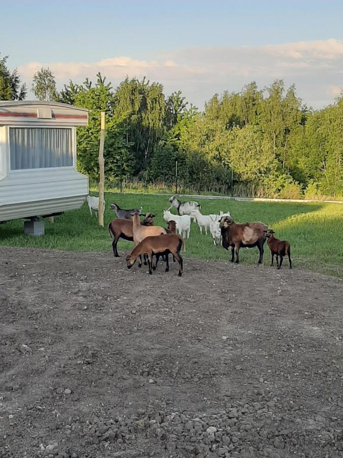 Gosp. Agroturystyczne Stary Gaj Villa Zerkowice Kültér fotó