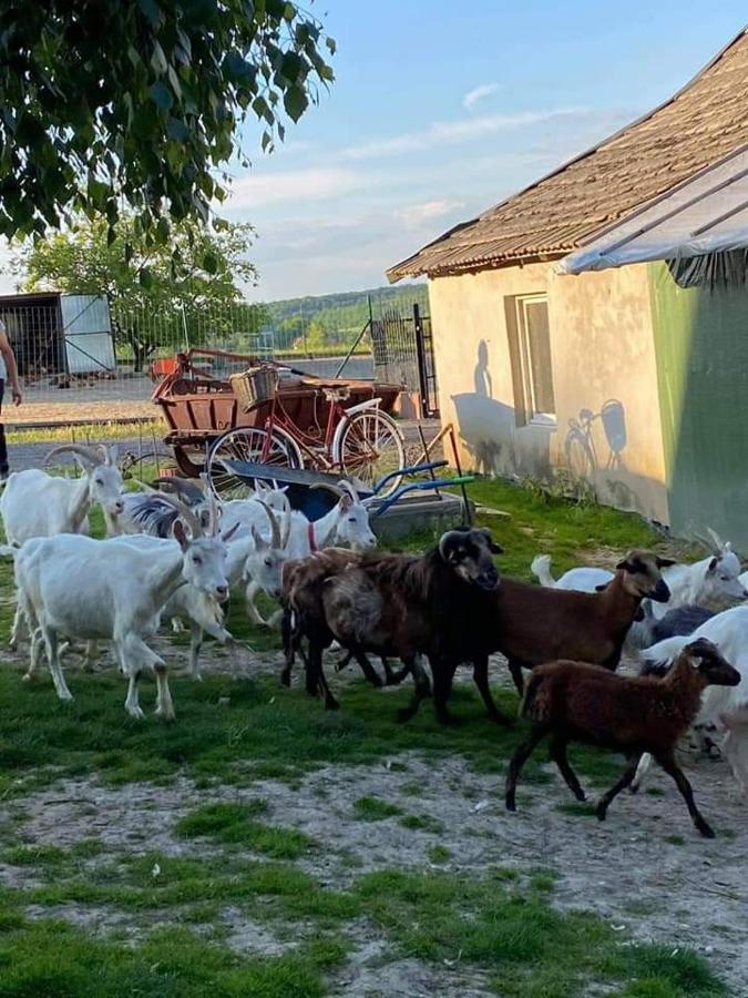 Gosp. Agroturystyczne Stary Gaj Villa Zerkowice Kültér fotó