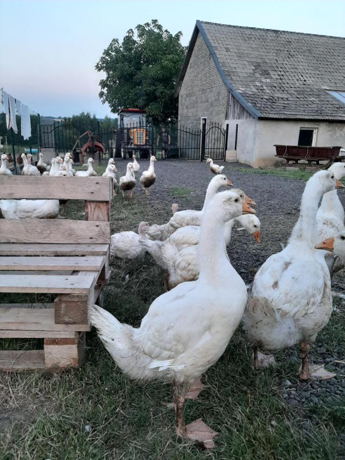 Gosp. Agroturystyczne Stary Gaj Villa Zerkowice Kültér fotó